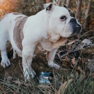 Super Snouts Turkey Tail