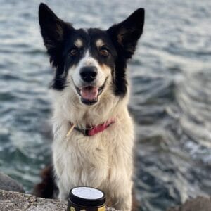 Lion´s Roar - Suplemento para la disfunción cognitiva. Favorece creación de nuevas neuronas