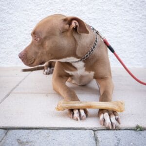 HUESO PIEL VACUNA XL