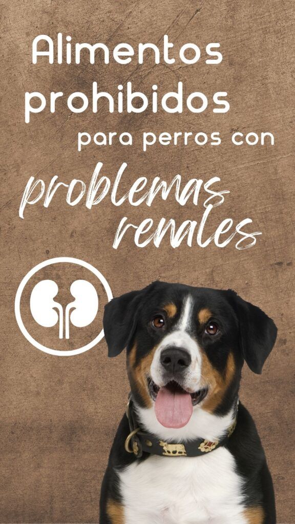 ¿CÓMO ALIMENTAR A TU PERRO SI TIENE PROBLEMAS RENALES?