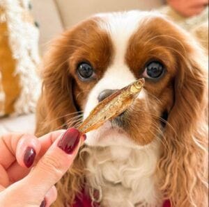 Pececitos en un frasco