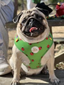 Arn&eacute;s - Colecci&oacute;n #soymariquita