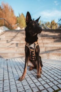 Conjunto Brisa Force