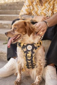 Arn&eacute;s Force Brisa