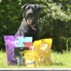 Perro comiendo SnackoMio