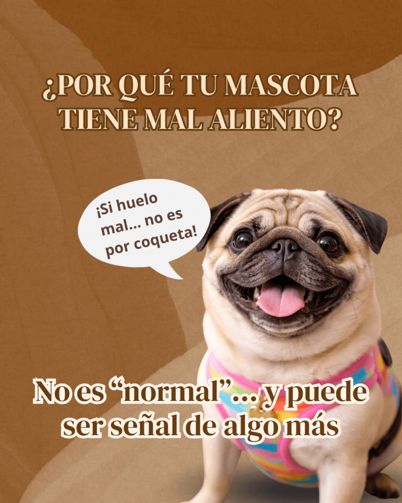 Mal aliento en perros