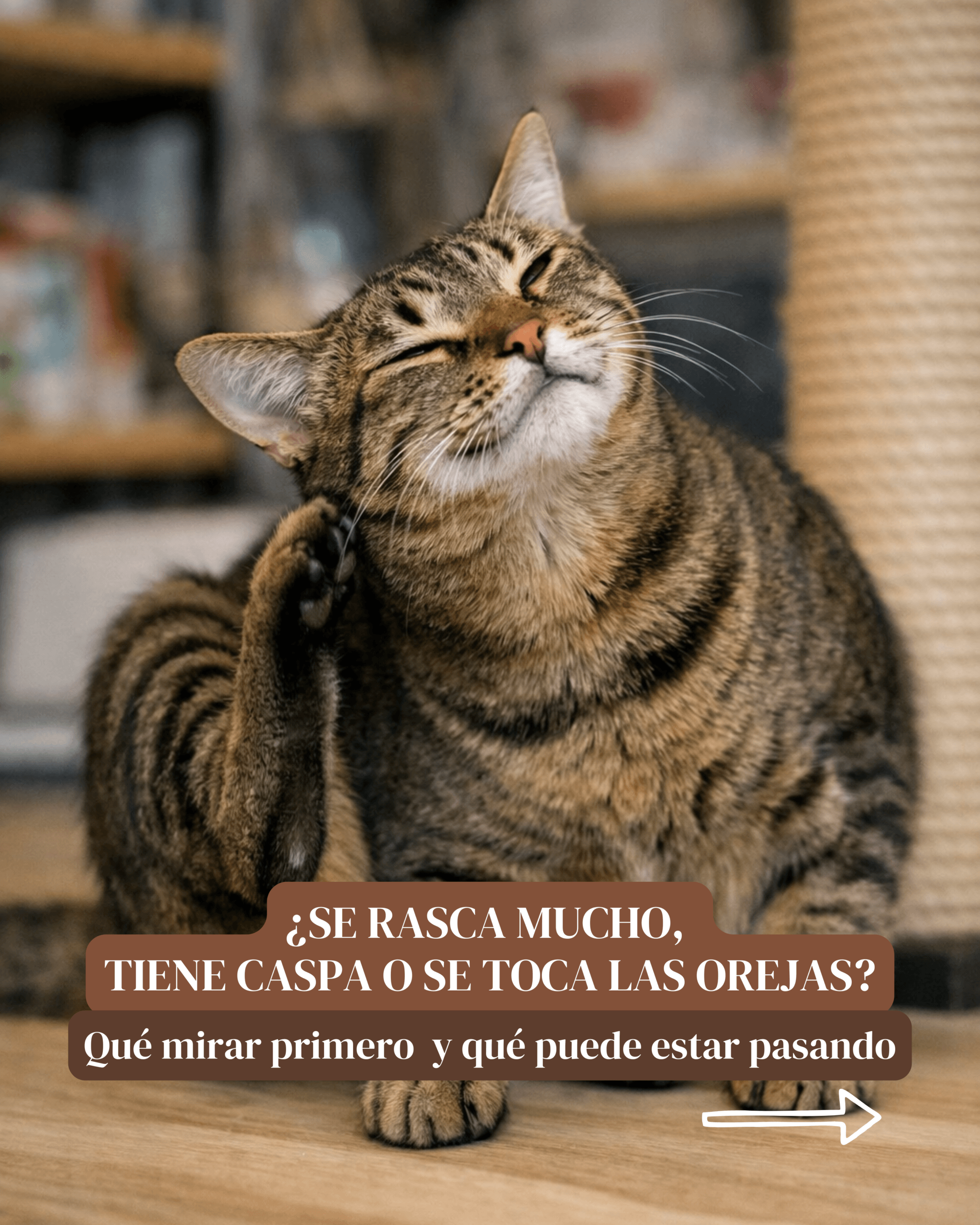 picor en perros y gatos gato rascándose