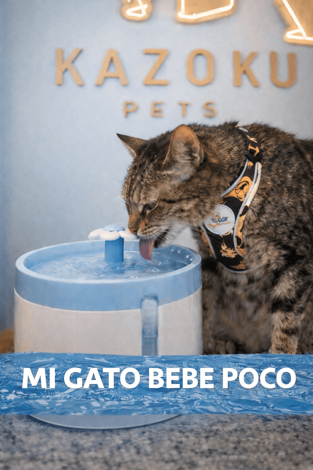 Mi gato bebe poco
